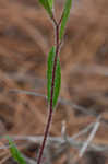 Carolina frostweed